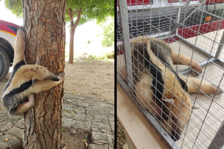 VÍDEO Tamanduá mirim que estava sendo atacado por cães é resgatado