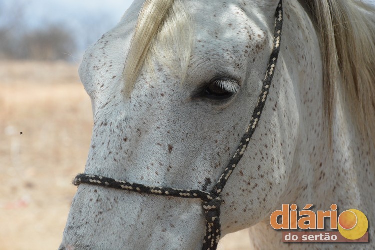 Reação de cavalo no enterro do dono comove internautas 