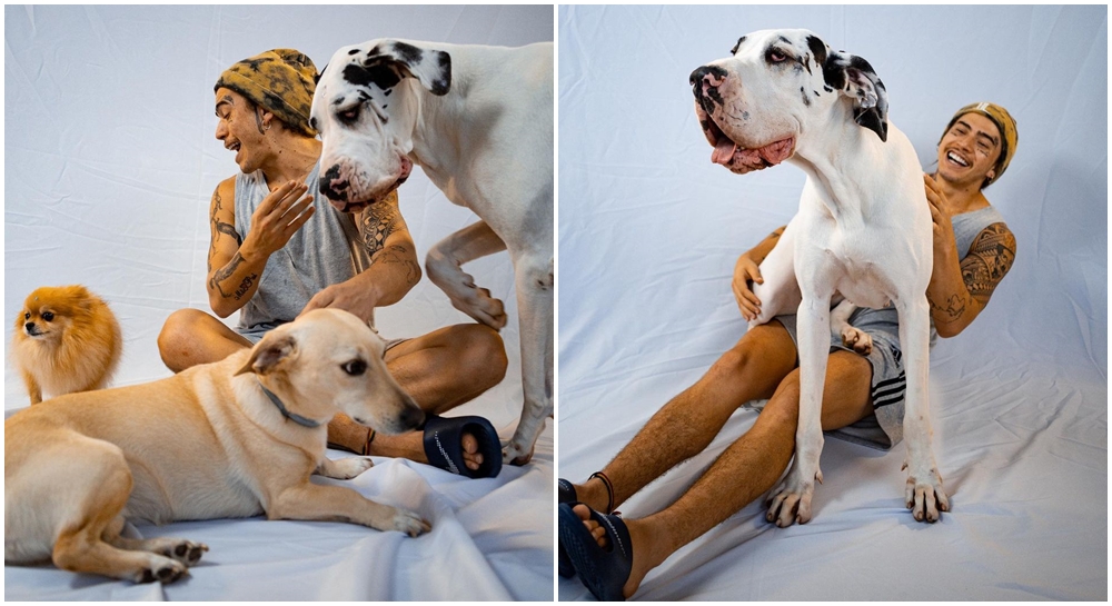 Dogue Alemão e seu multicolorido - Região - Diário do Nordeste